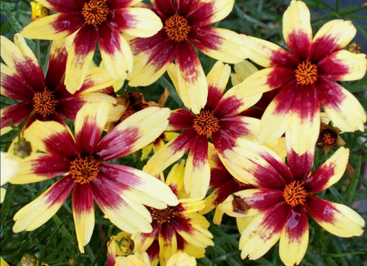 Coreopsis' Red Chiffon Tickseed