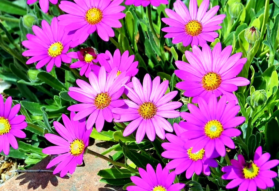 Osteospermum' Purple Mountain African Daisy