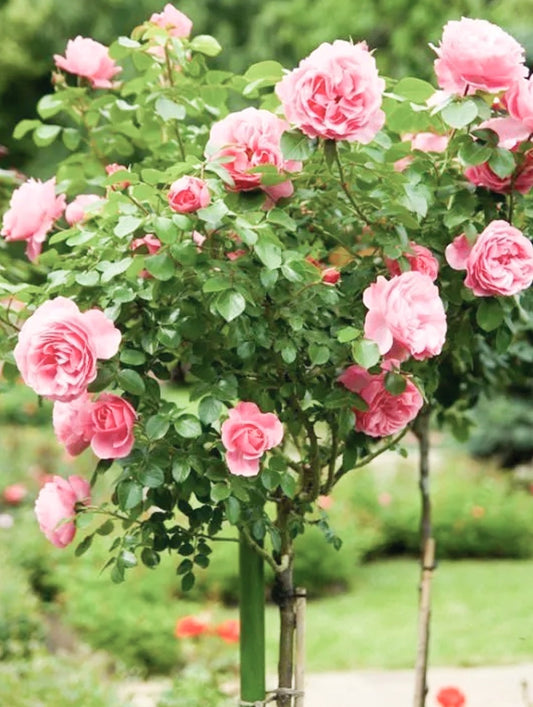 Rosa' Falling In Love™ Hybrid Tea Rose Tree