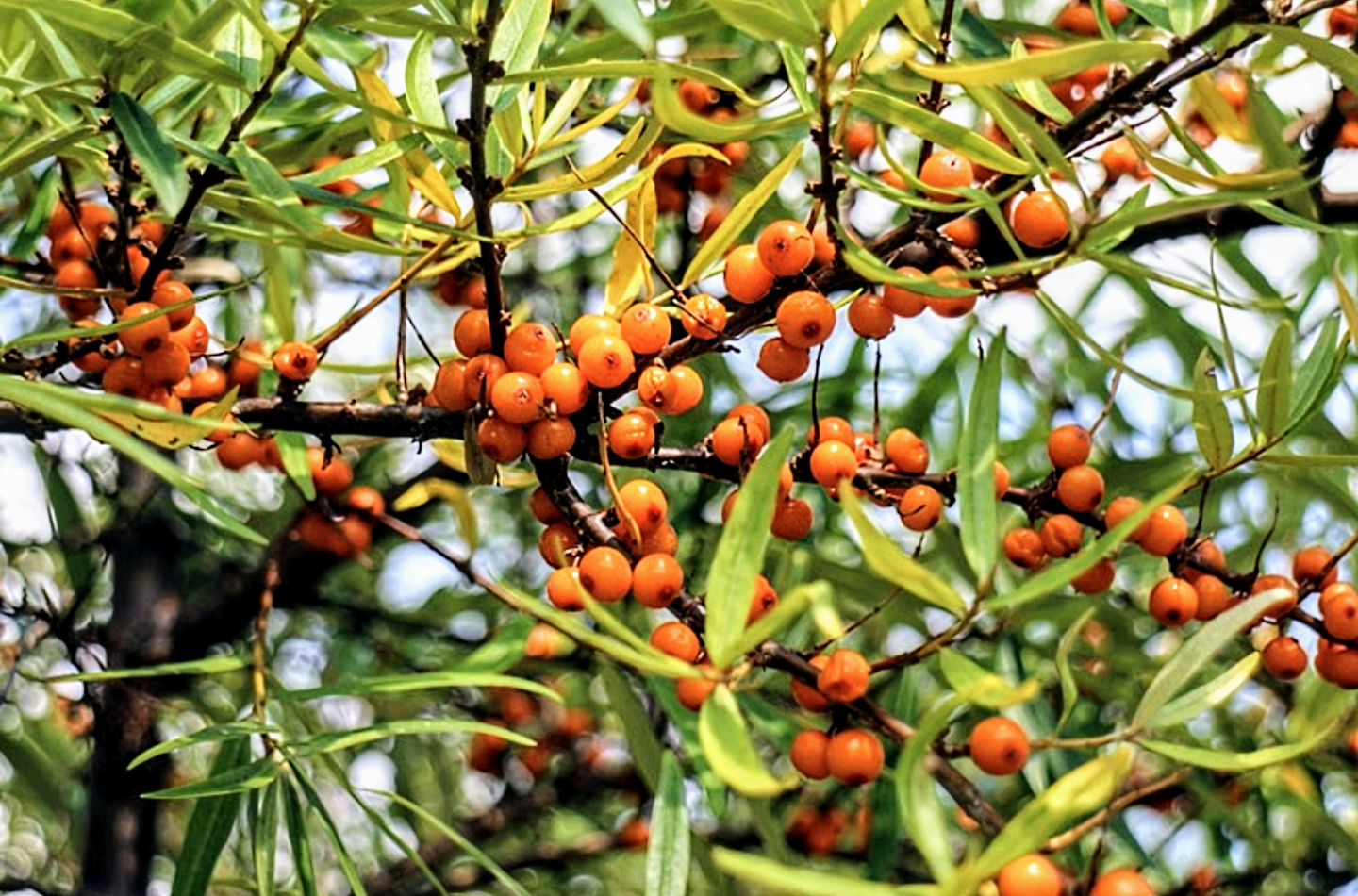 Hippophae' Leikora Seaberry