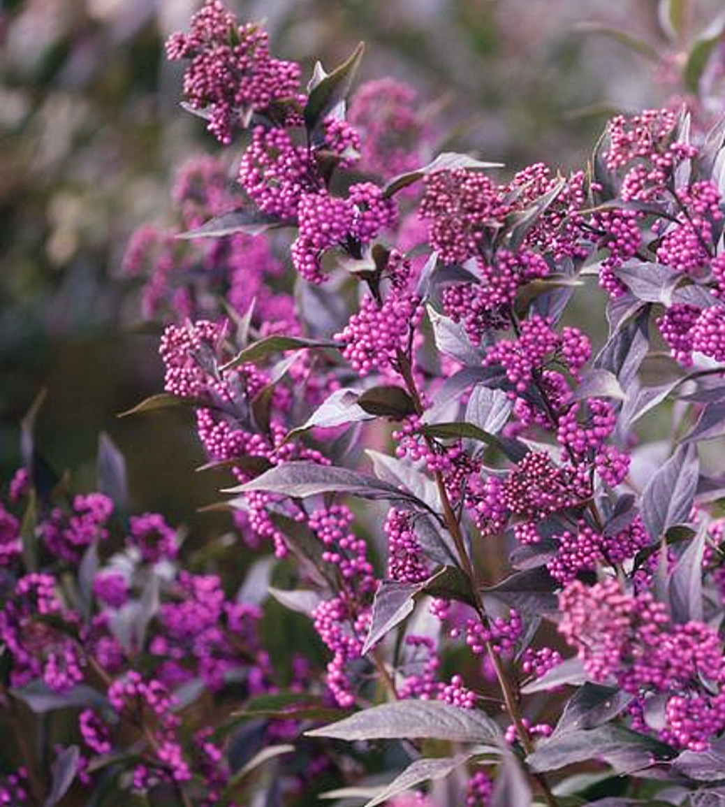 Callicarpa' Pearl Glam® Beautyberry