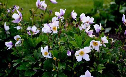 Anemone' Wild Swan Hybrid