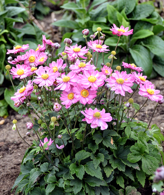 Anemone' Curtain Call Pink (Japanese)