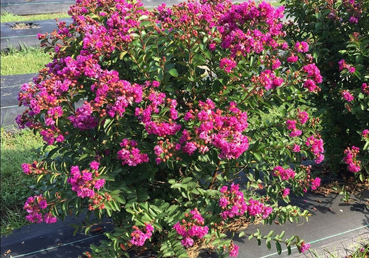 Lagerstroemia' Bellini® Grape Dwarf Crape Myrtle