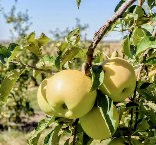 Malus' Golden Delicious Apple Tree