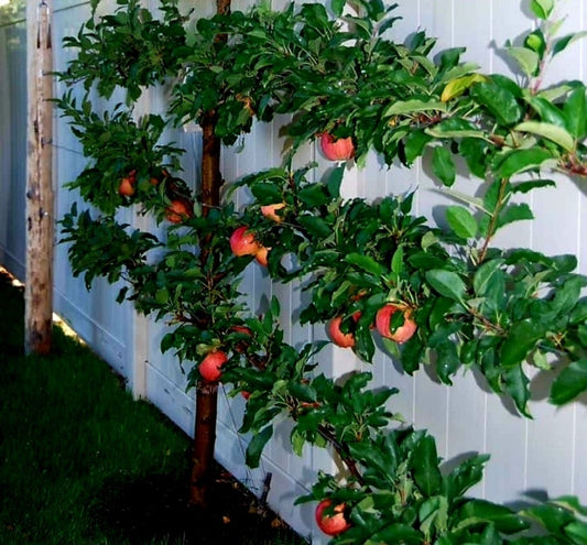 Malus' Hat Trick Espalier Apple Tree