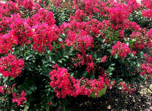 Lagerstroemia' Bellini® Raspberry Dwarf Crape Myrtle