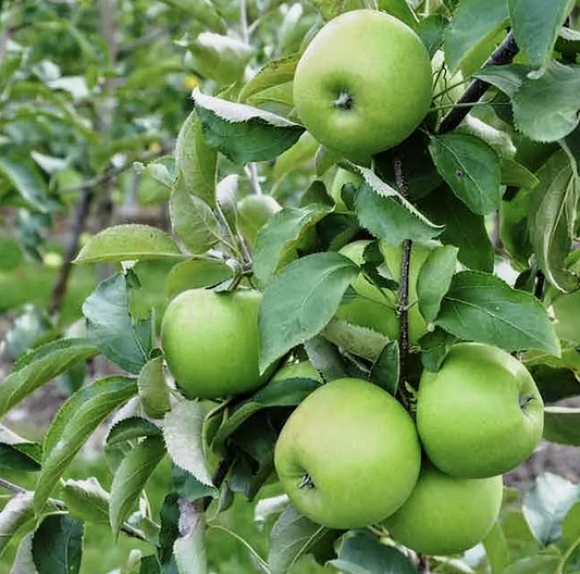 Malus' Granny Smith Apple Tree