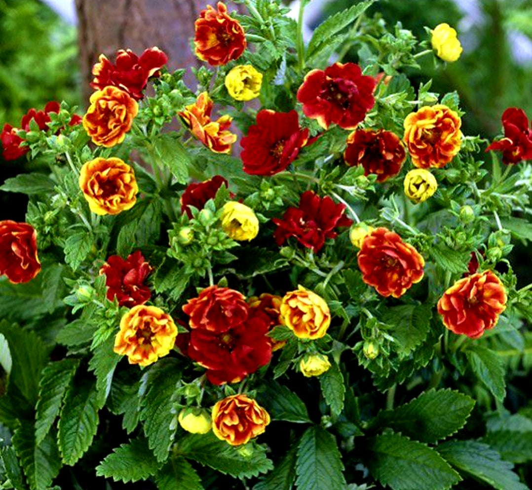 Potentilla' Arc En Ciel Cinquefoil