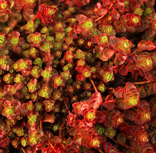 Sedum' Cinnabar®