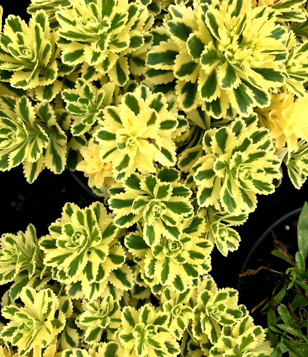 Sedum' Atlantis™