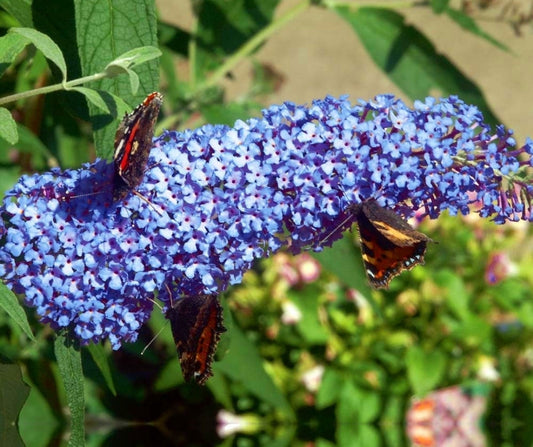 Buddleia' Buzz™ Sky Blue Butterfly Bush