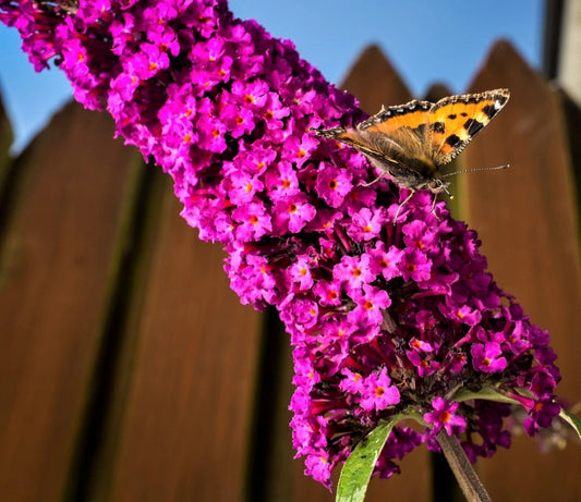 Buddleia' Buzz™ Hot Raspberry Butterfly Bush