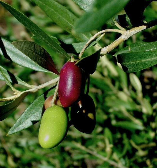 Olea' Nikita Jubilee™ Olive Tree