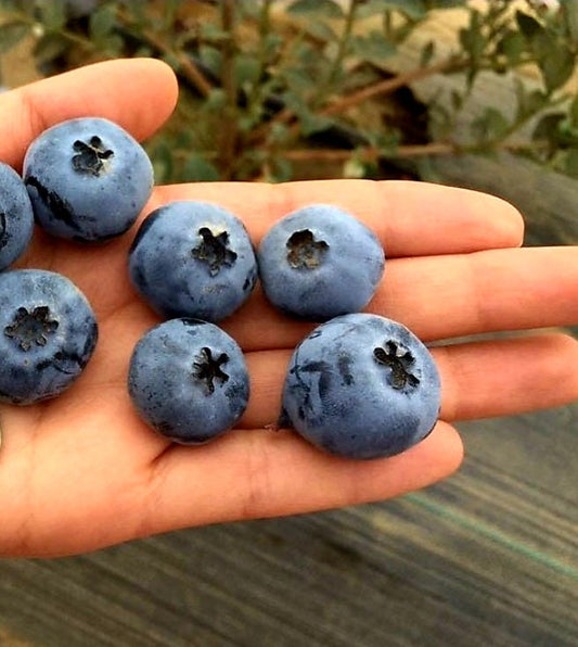 Vaccinium' "Bonus" Giant Blueberry