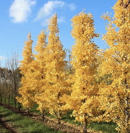 Ginkgo' Menhir Dwarf Maidenhair Tree