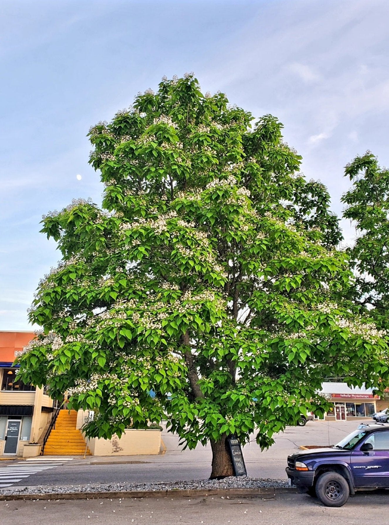 Catalpa' Northern Catalpa Tree