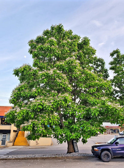 Catalpa' Northern Catalpa Tree