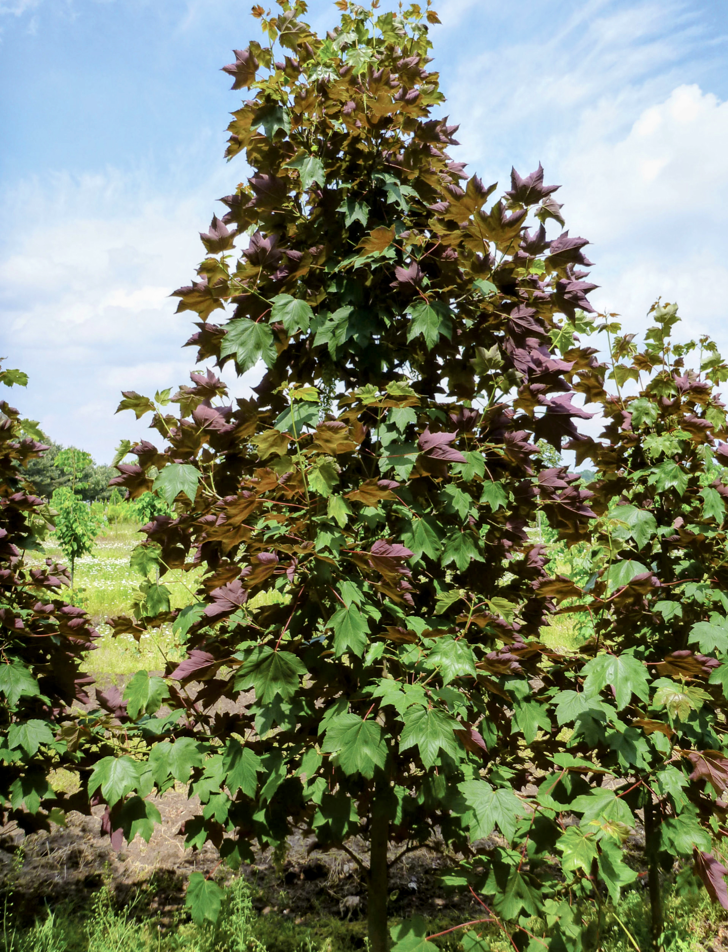 Acer' Regal Petticoat® Maple Tree