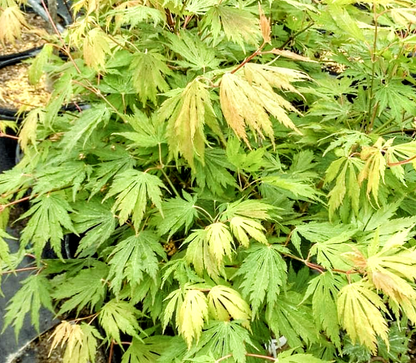 Acer' Northern Glow® Maple Tree