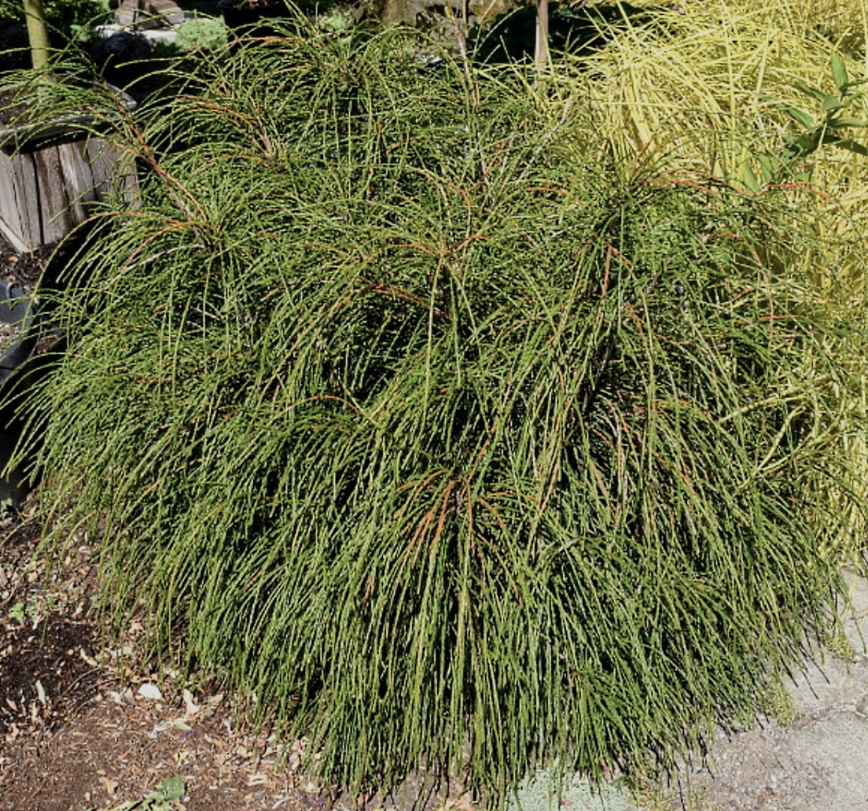 Thuja' Whipcord Dwarf Cedar