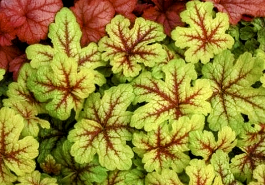 Heuchera' Catching Fire Coral Bells