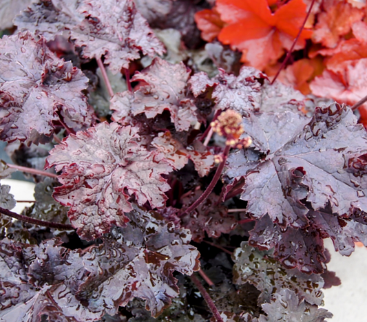 Heuchera' Dark Storm Coral Bells