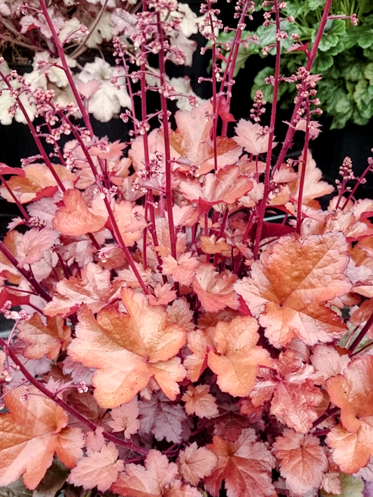 Heuchera' Autumn Glow Coral Bells