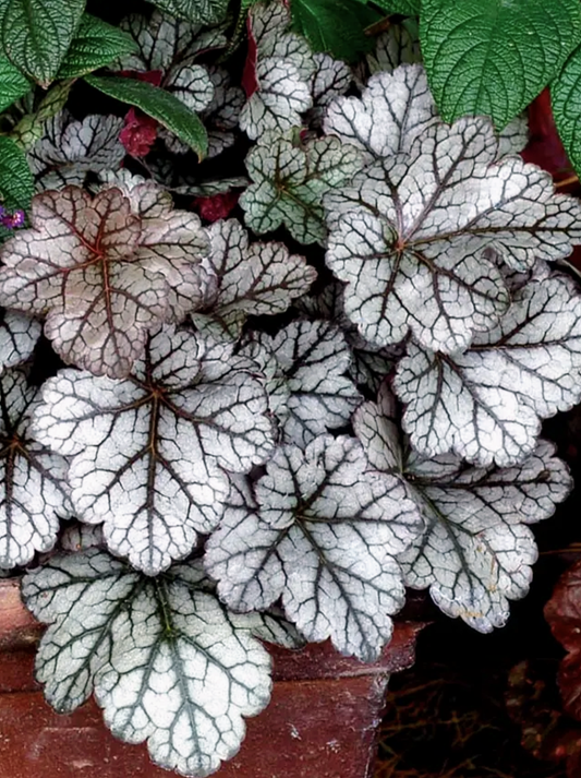 Heuchera' Glitter Coral Bells