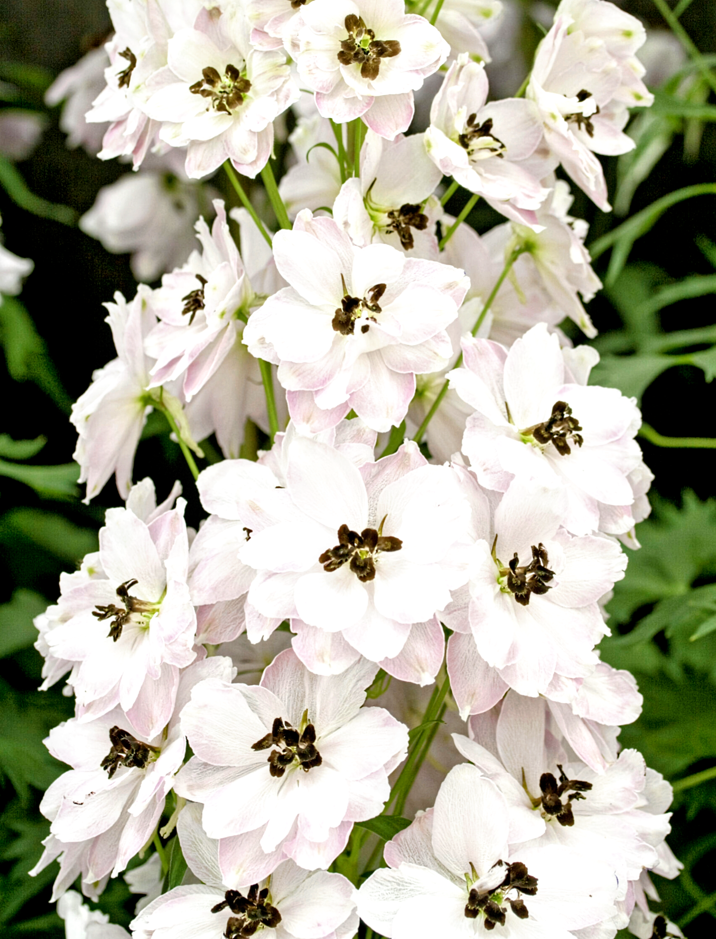 Delphinium' Pacific Giant Percival