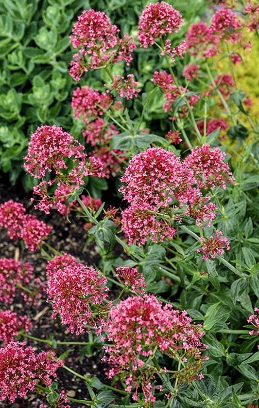 Centranthus' Red Valerian