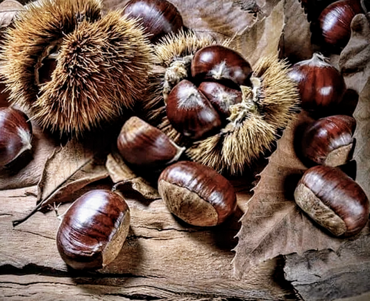 Castanea' Sweet Chestnut Tree