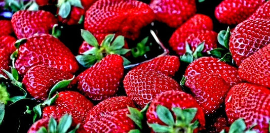 Fragaria' Sparkle Strawberry, Well Established Clump