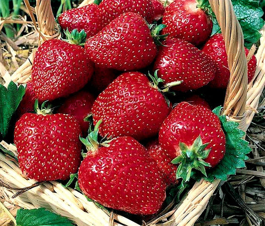 Fragaria' Honeoye Strawberry, Well Established Clump