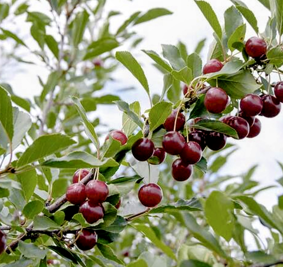 Prunus' D'Artagnan Cold Hardy Dwarf Cherry