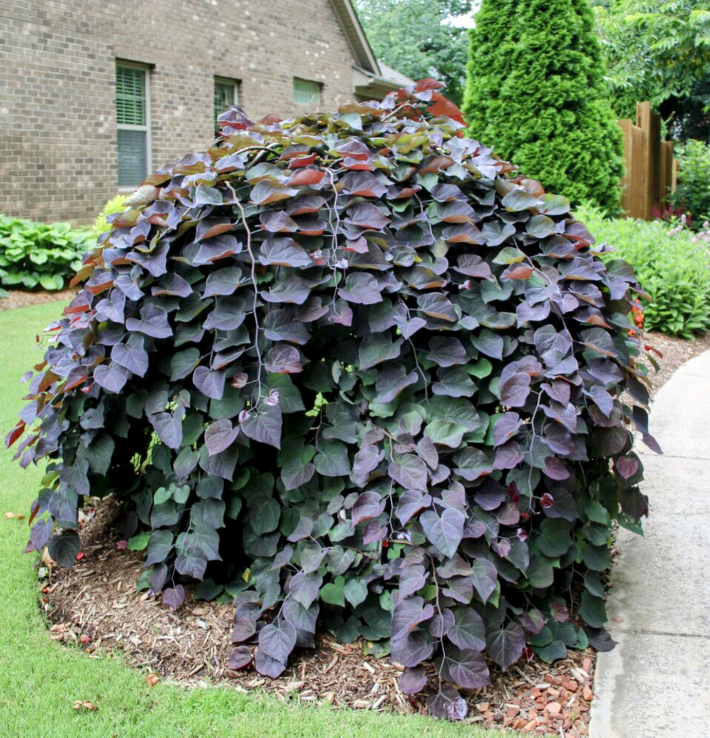 Cercis' Ruby Falls Weeping Redbud Tree