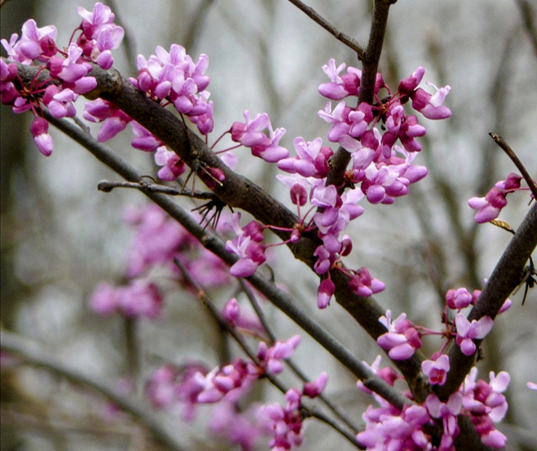 Cercis' Ruby Falls Weeping Redbud Tree