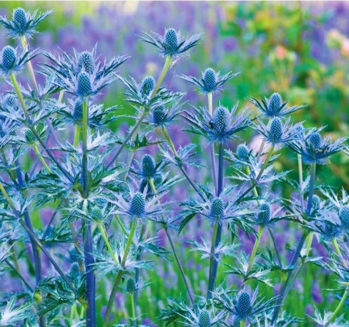 Eryngium' Big Blue Sea Holly