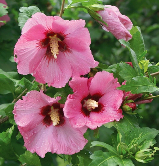 Hibiscus' Aphrodite