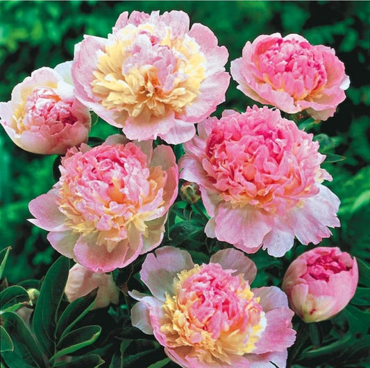 Paeonia' Raspberry Sundae Peony