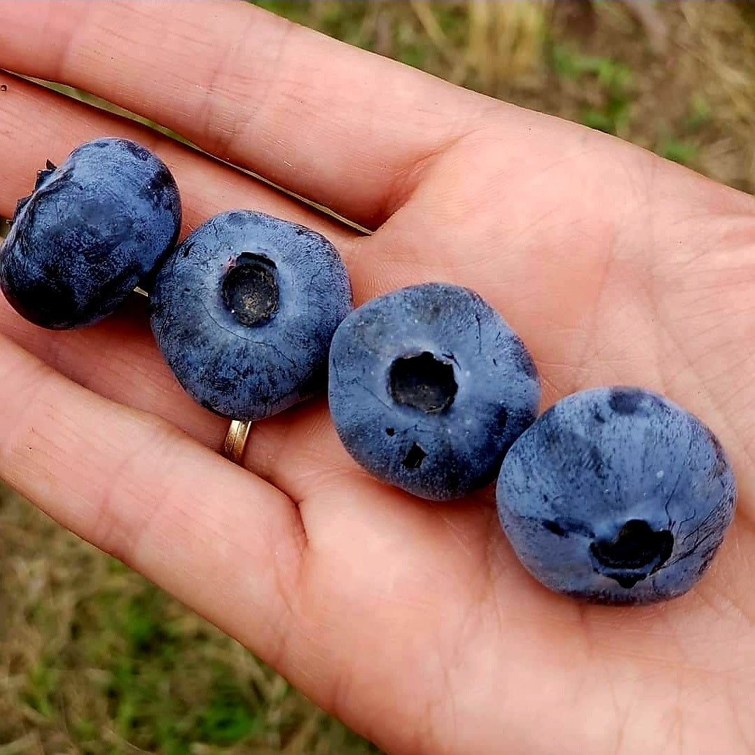 Vaccinium' "Chandler" Giant Blueberry