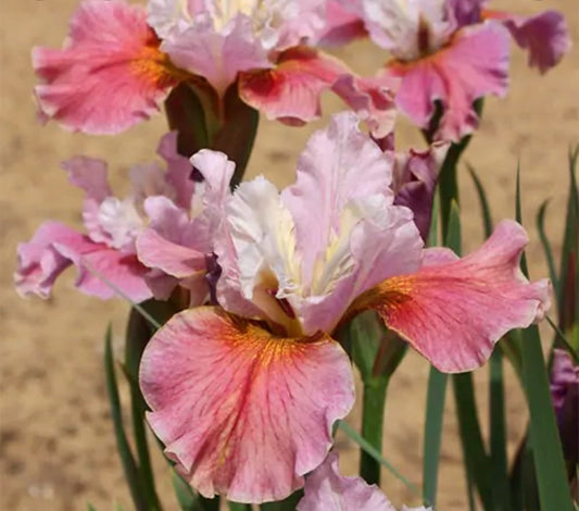 Iris' "Fancy Me This" Peacock Butterfly Series, Siberian