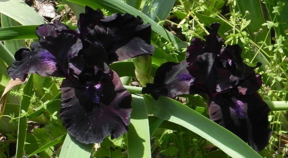 Iris' Black Knight