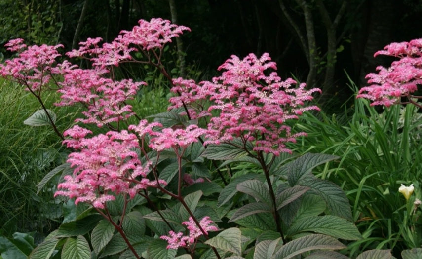 Rodgersia' Chocolate Wings