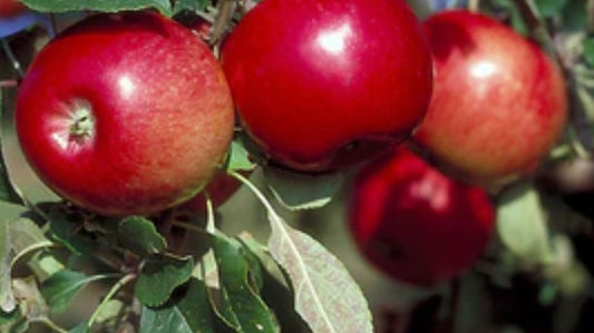 Malus' State Fair Apple Tree