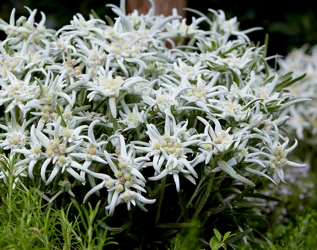 Leontopodium' Blossom Of Snow