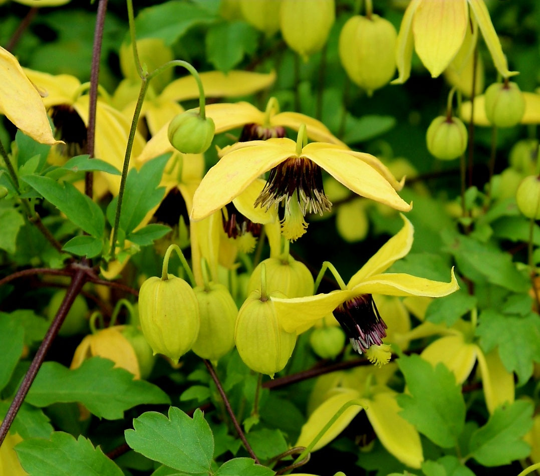 Clematis' Golden Harvest