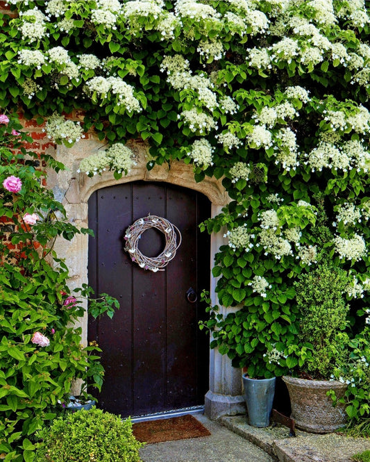 Schizophragma' Flirty Girl™ Hydrangea Vine