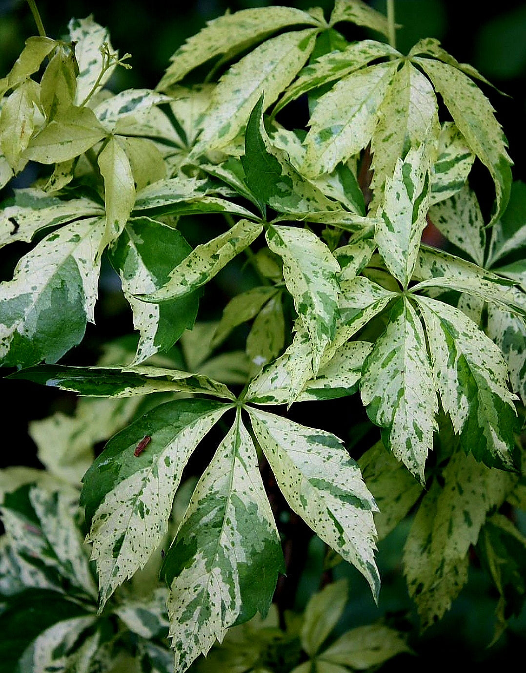 Parthenocissus' Star Showers Virginia Creeper