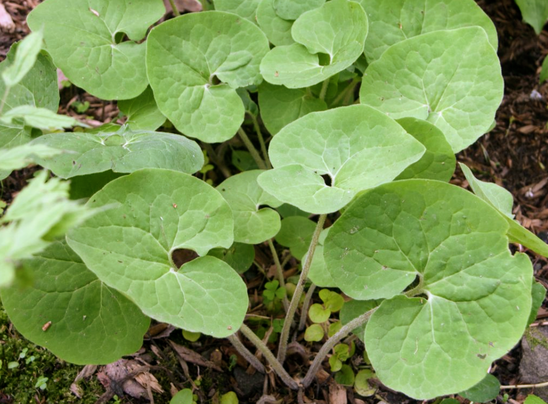 Asarum' Canadian Wild Ginger